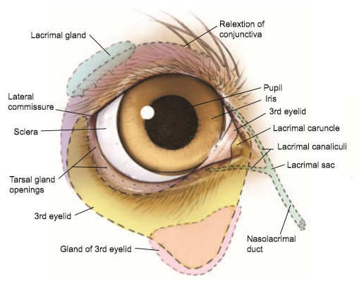 Structure And Function Of The Eye In Dogs – EXAIP