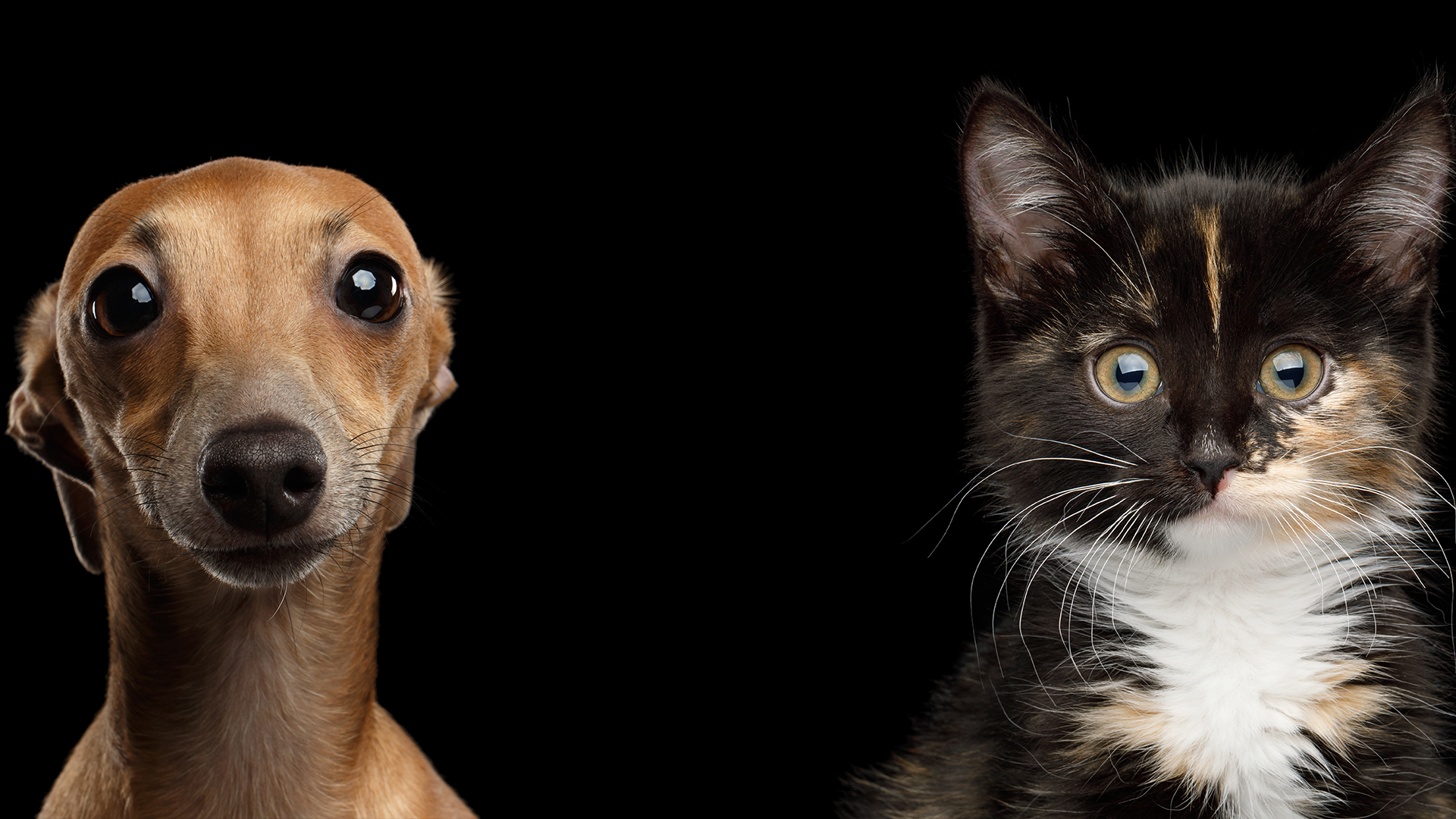 vets near me walk in