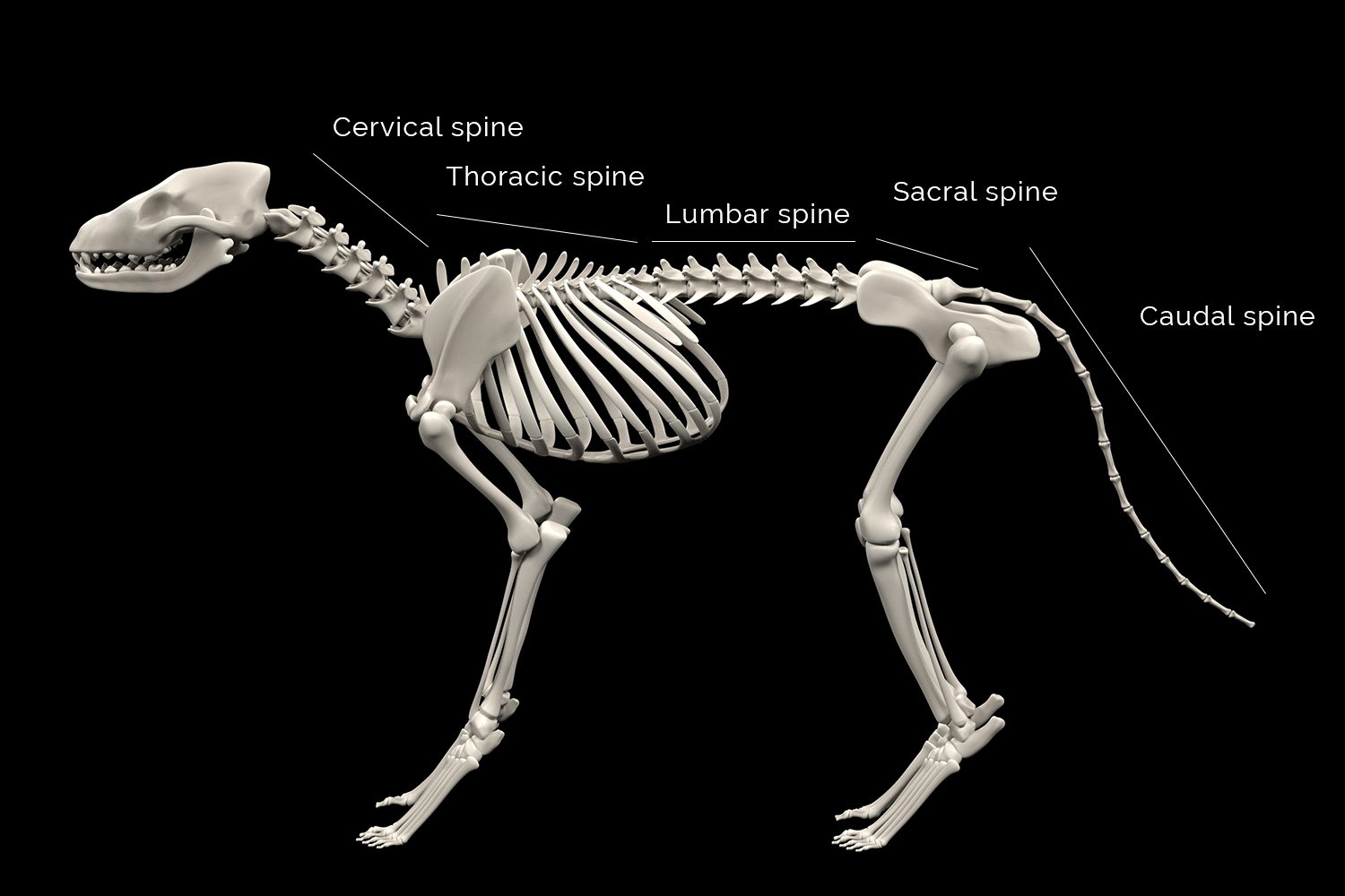 Back Pain Elwood Vet