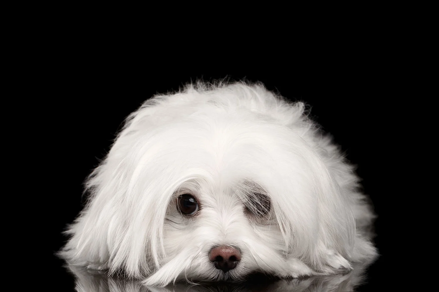 Maltese.jpg