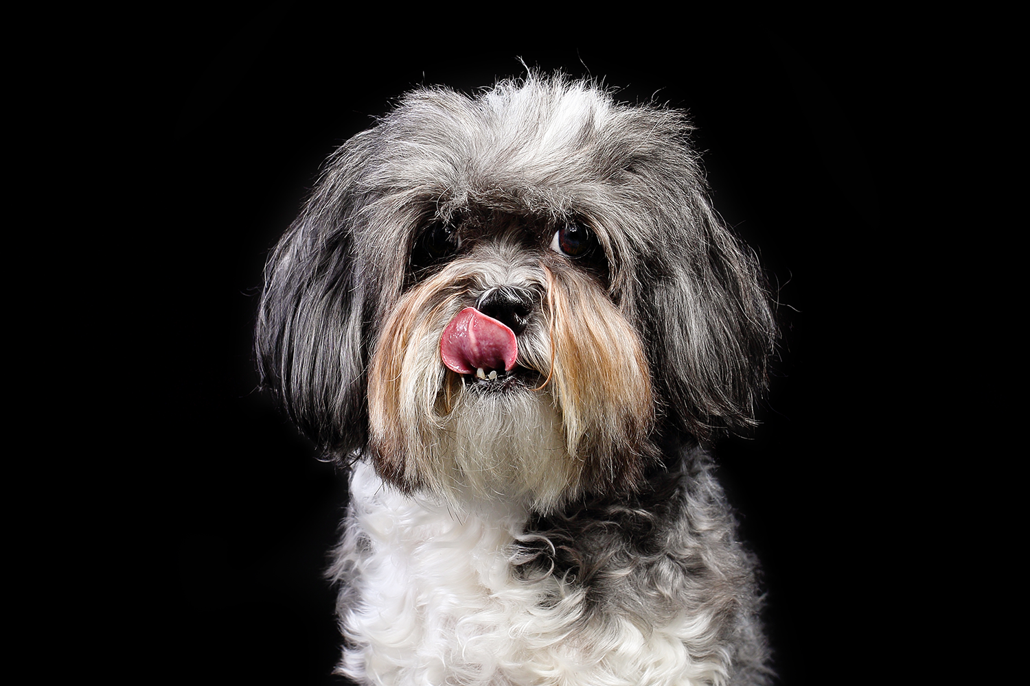 Shih tzu tongue.png