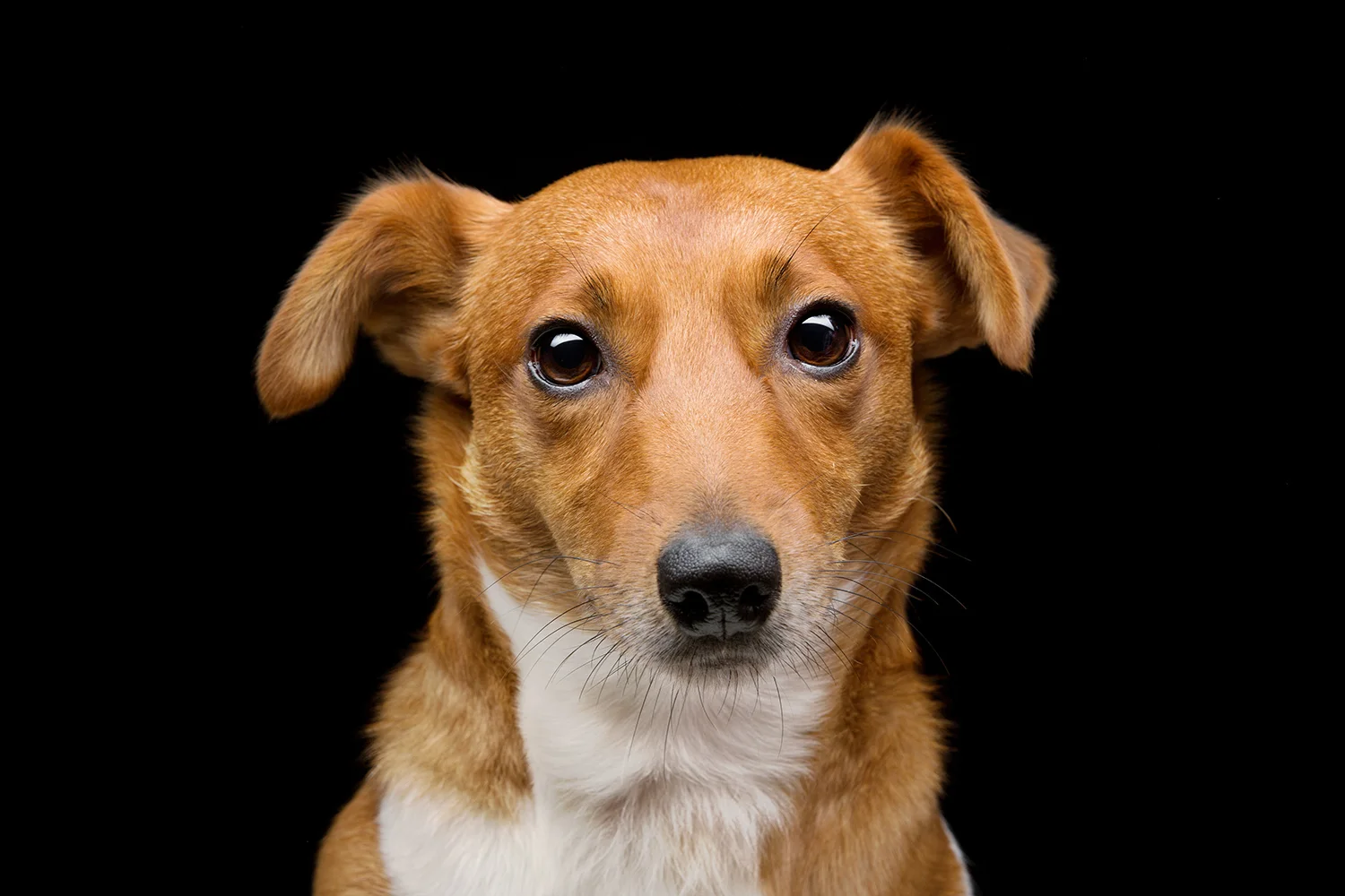 redterrier.jpg