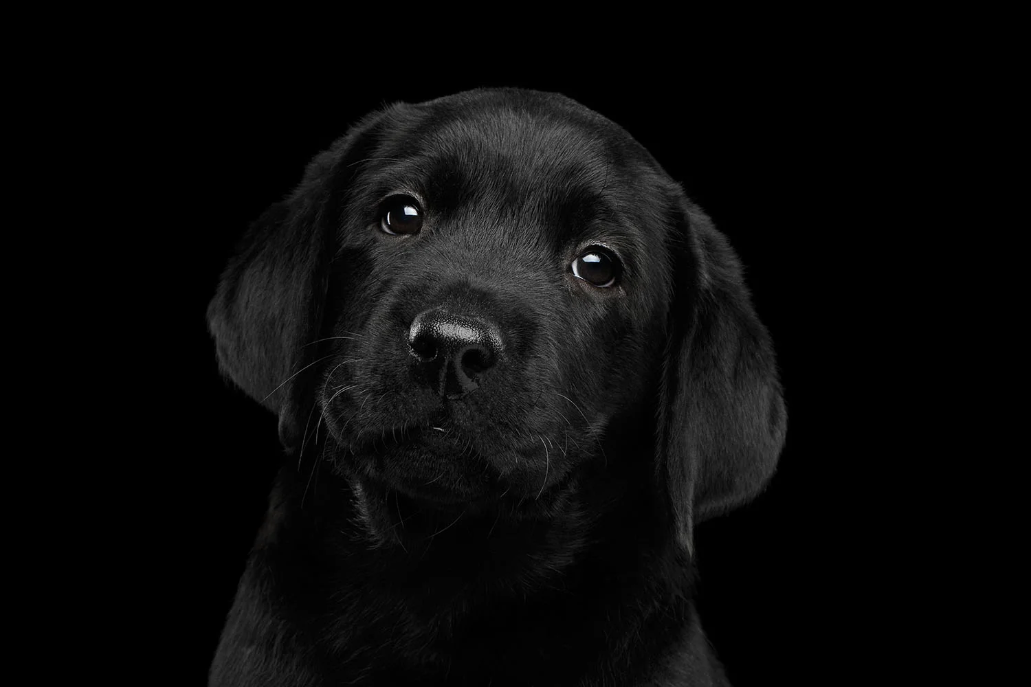 LabPup.jpg