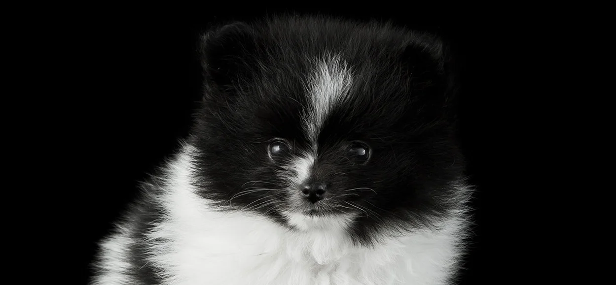 pompup.jpg