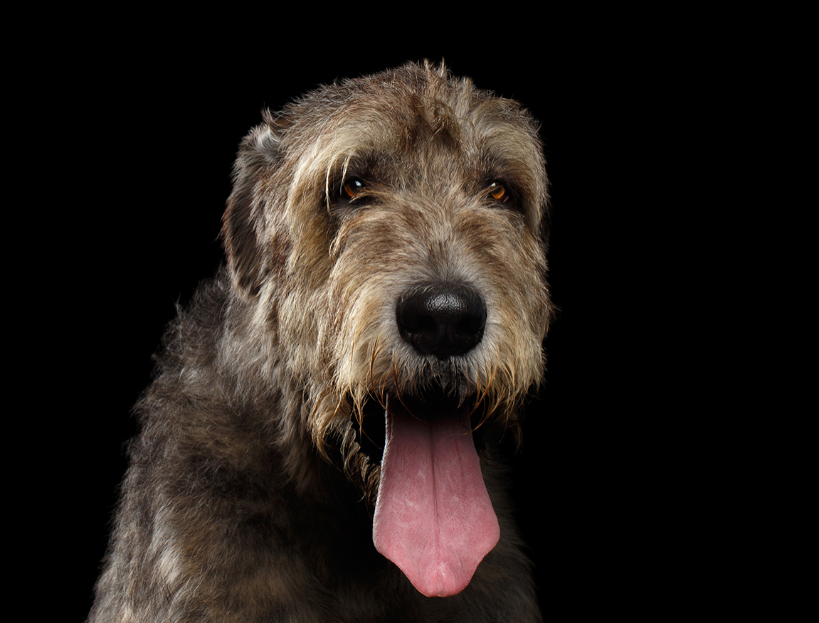 Woldhound.png