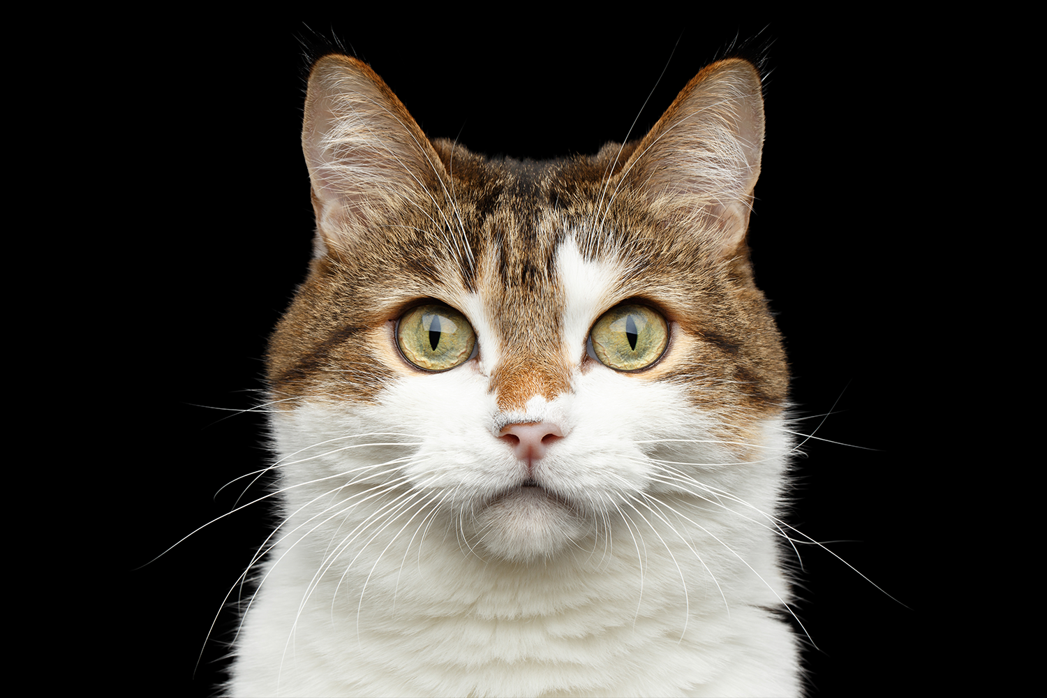 Older tabby.png