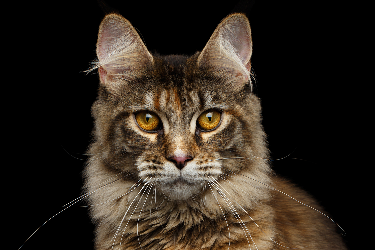 kidney diet for cats