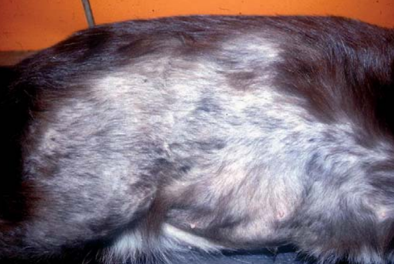 Sym alopecia.png