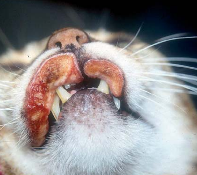 Eosinophilic ulcer.png