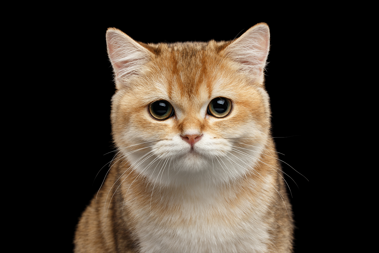 British torti.png