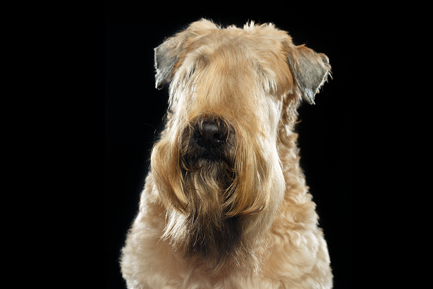 insulin resistance in dogs