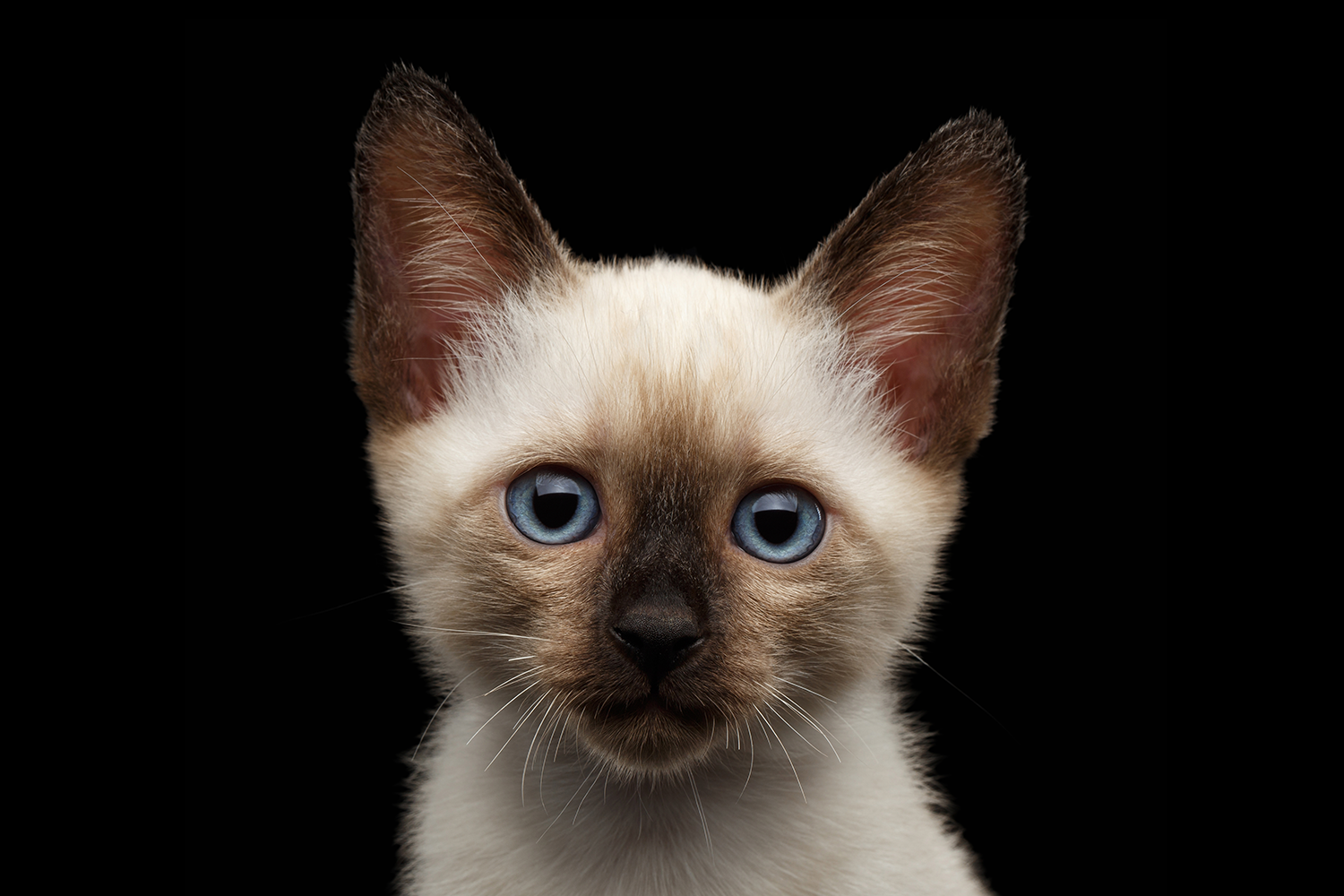 signs of fip in cats