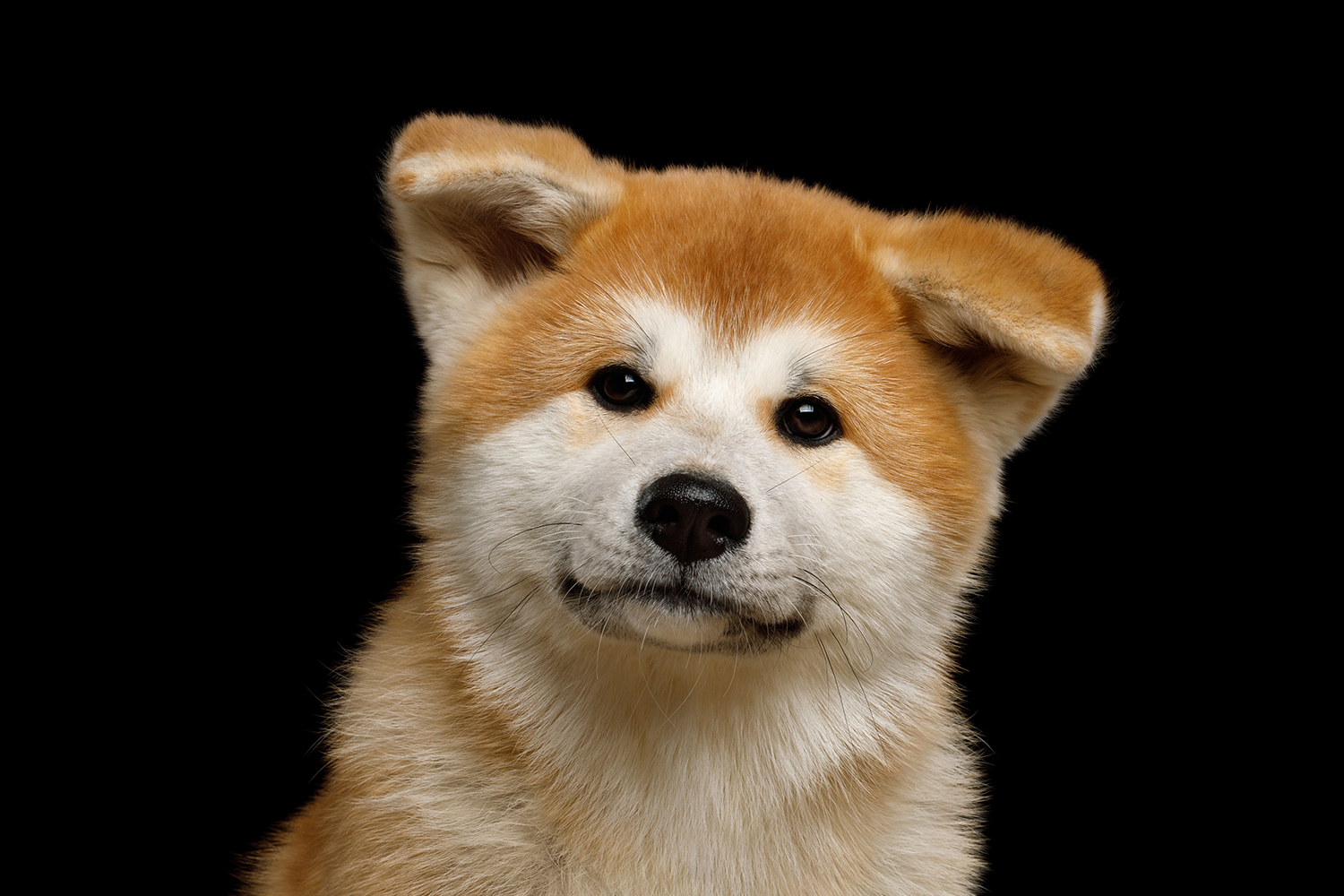 my dog is choking on something