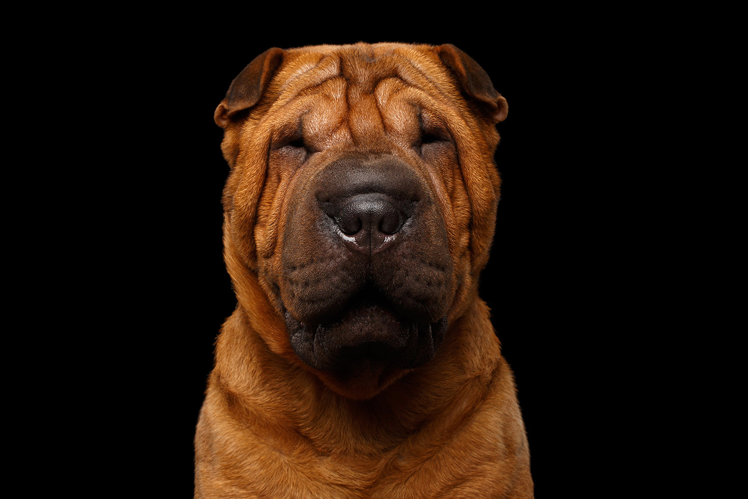 puppy choking on food