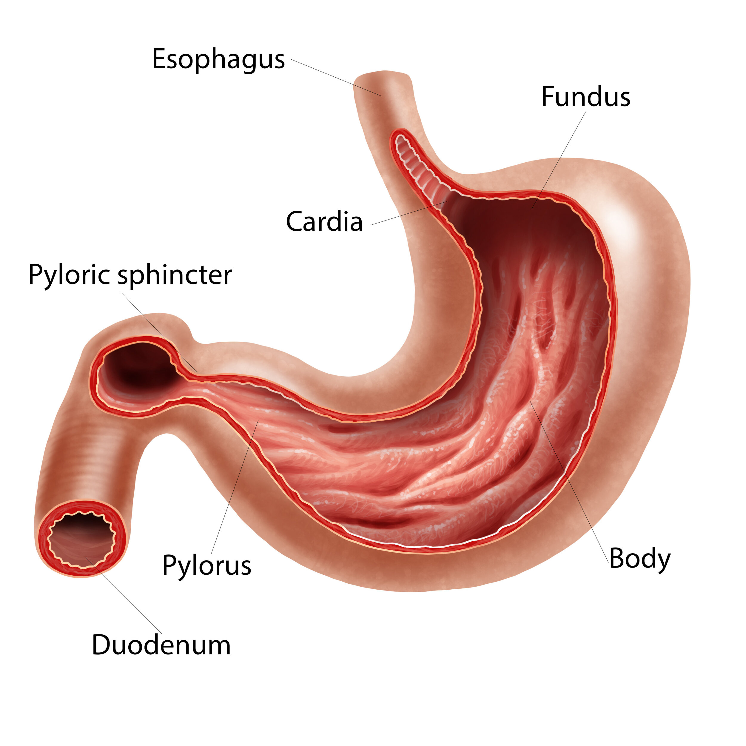 why does my dog keep vomiting bile