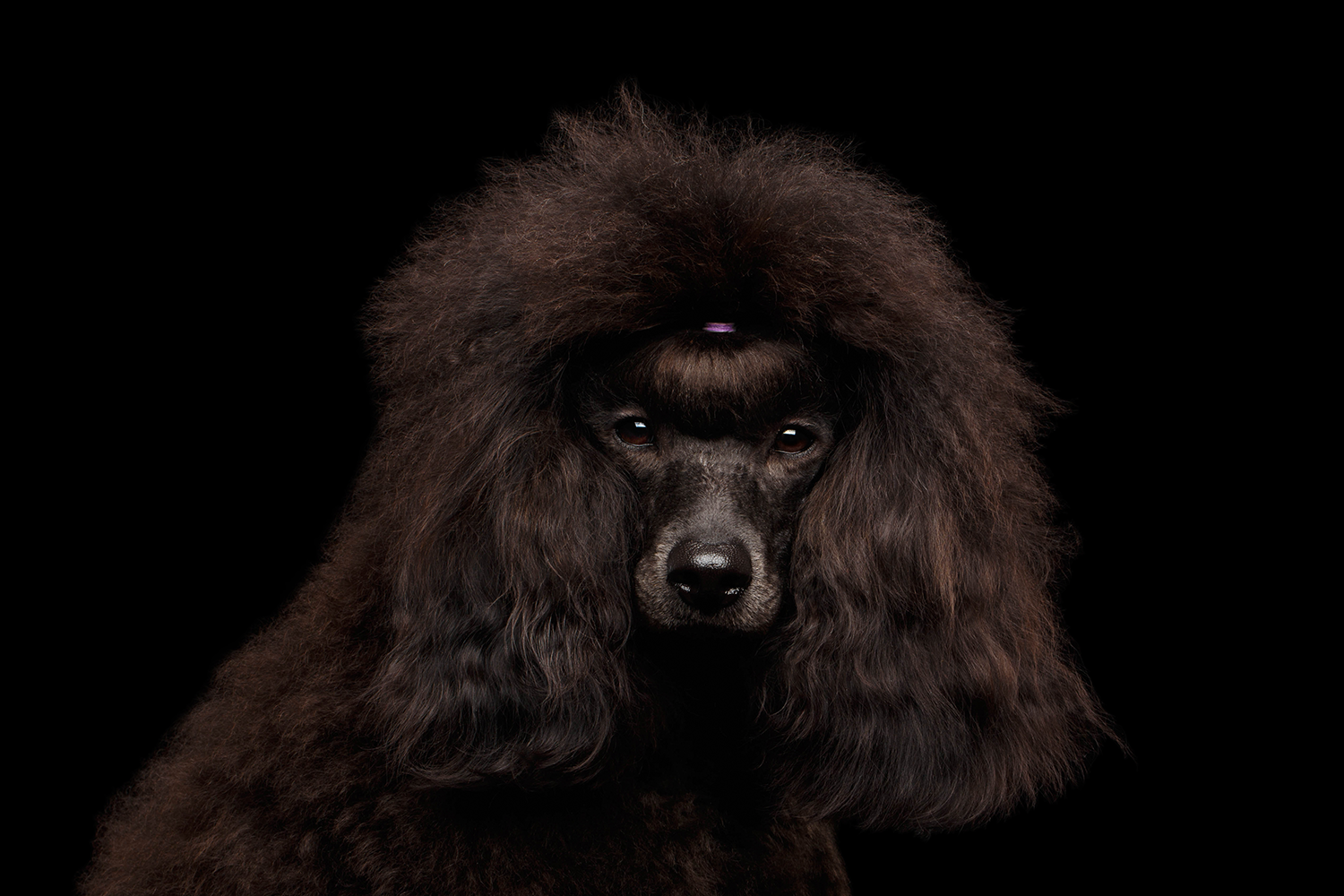 MiniPoodle.png