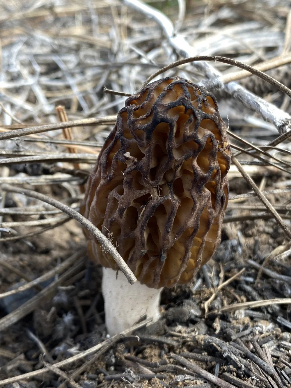 Our First Morel Forage — Normal to Nomad