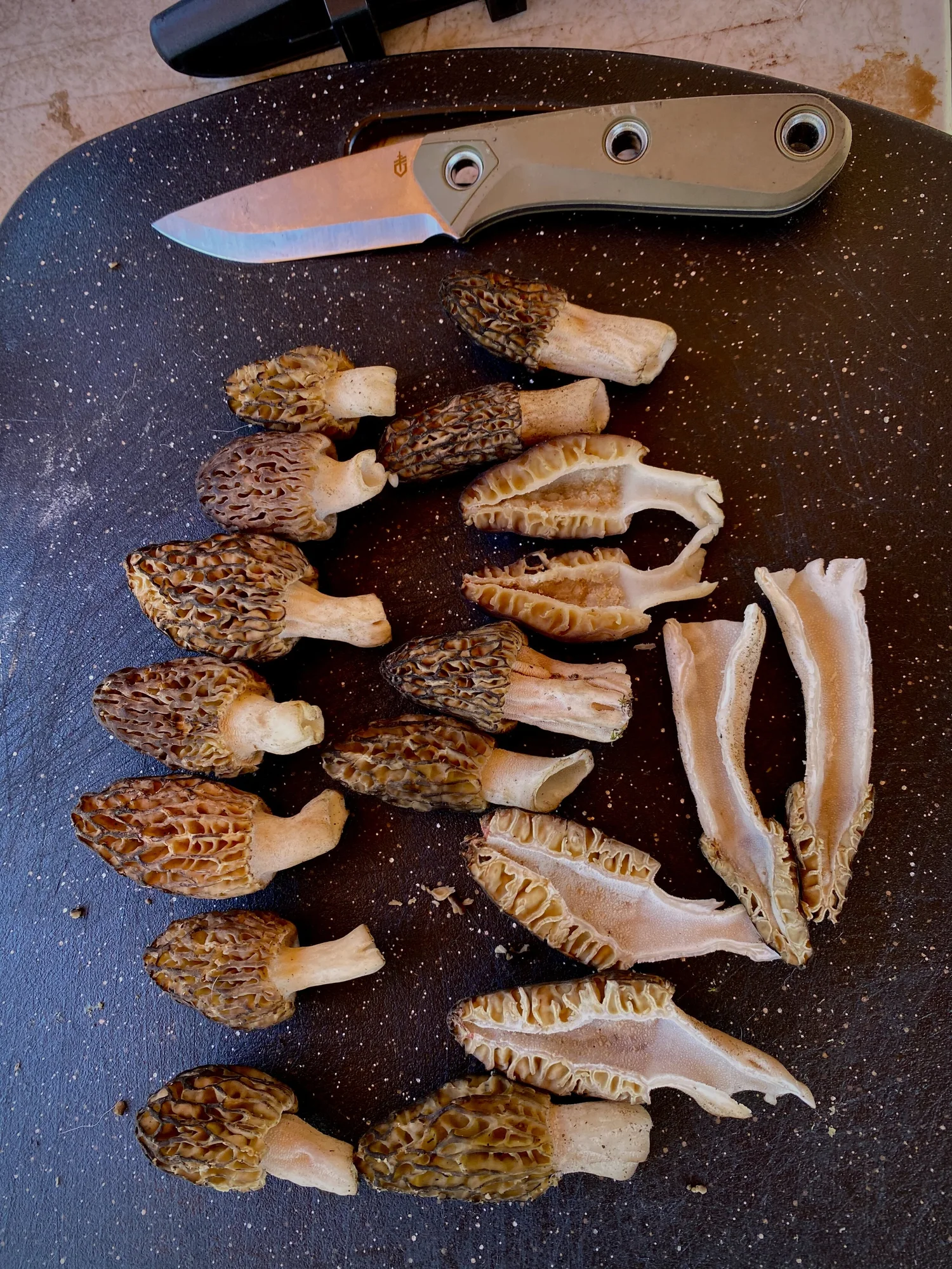 Our First Morel Forage — Normal to Nomad