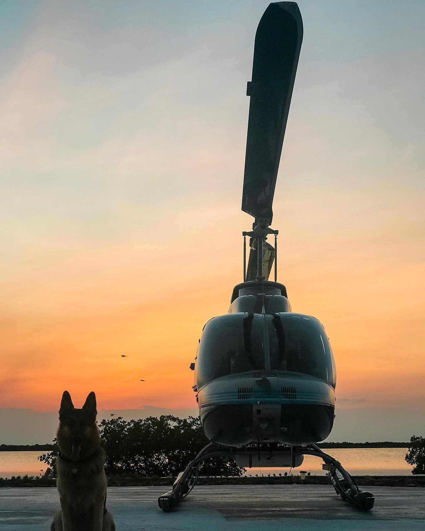 We have our @helidogthor !  What is your pet? 🐾