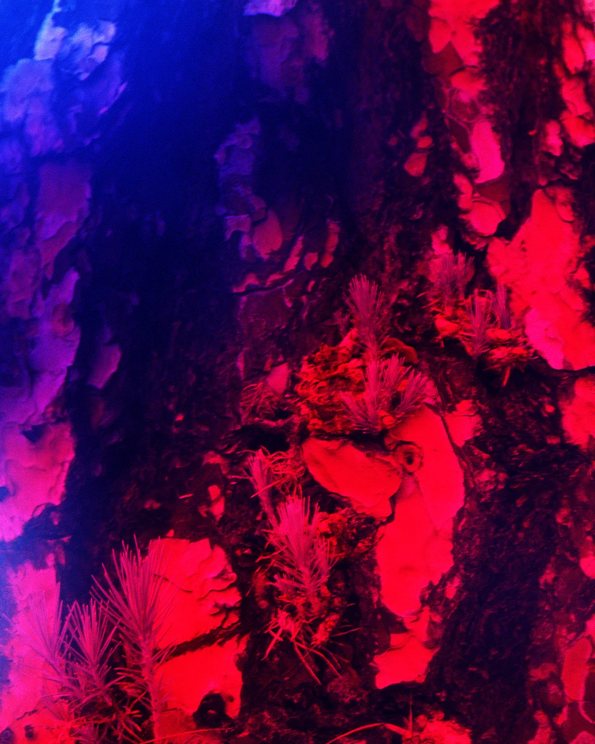 lee_fisher_nature_e6_25_web.jpg
