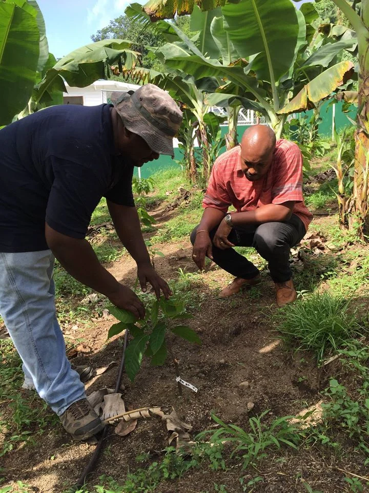 Minster on field.jpg