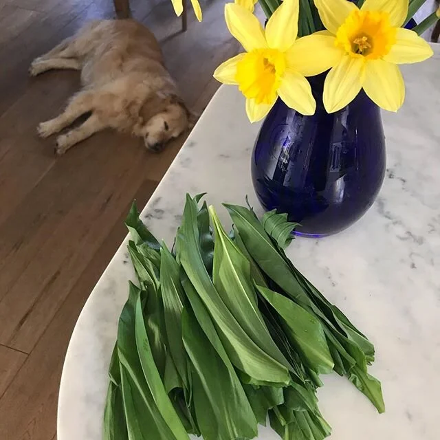 Sunday afternoon stroll yielded the first batch of wild garlic. Happy days! Really felt like spring. 
#lovewhereilive #wildgarlic #spring #foraging #fresh #countryliving #countrywalks #dogwalk #happydog #retriever #daffodils #gratitude #healthyfood