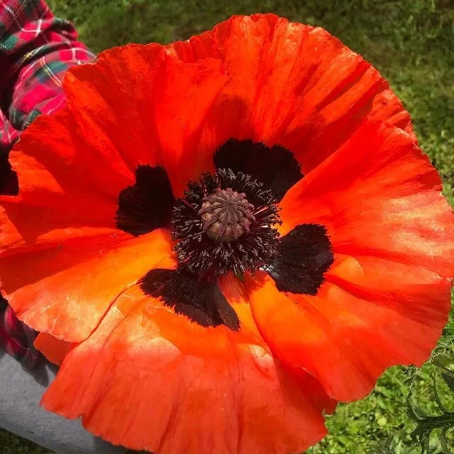 A pop of positive colour. Poppies from the garden are sensational this year. Bonus to be around to see and enjoy them in all their glory. 
My schedule is full of different duties these days. Counting my blessings and cherishing the good. .
#poppy #po