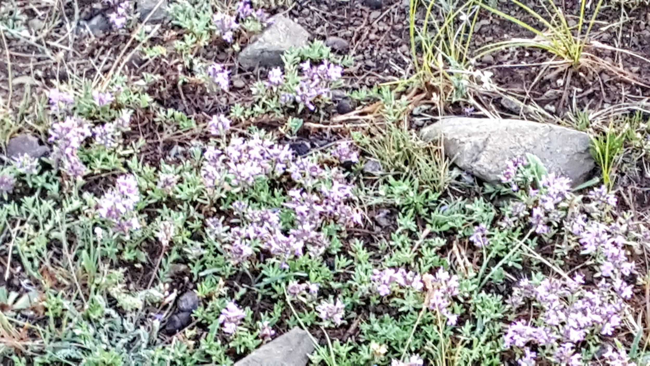 The local variety of lavendar, a natural insect repellant