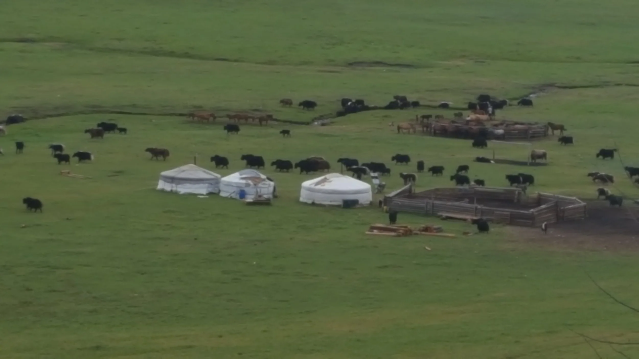 Yaks afoot