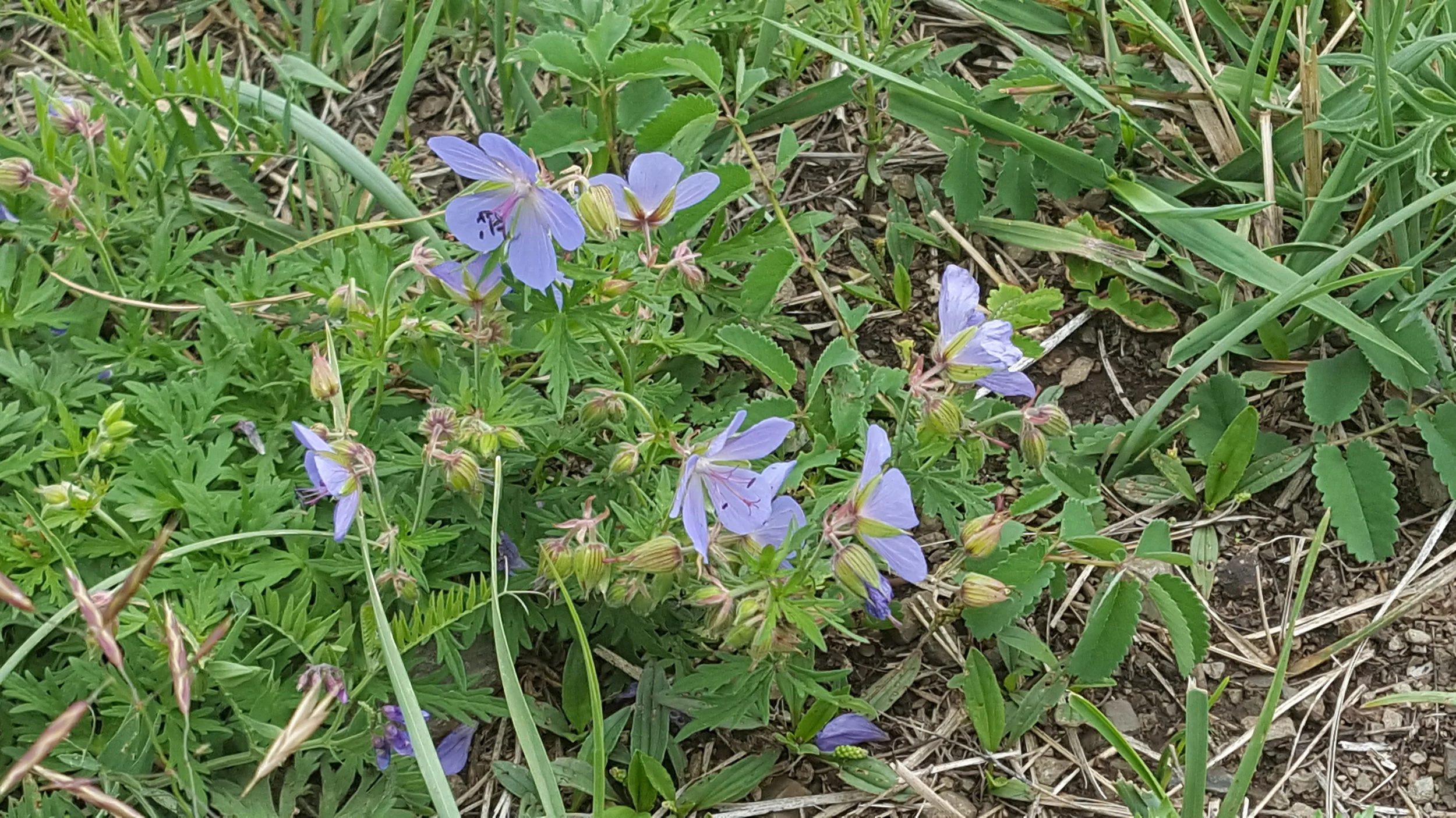 20170703_121324.jpg
