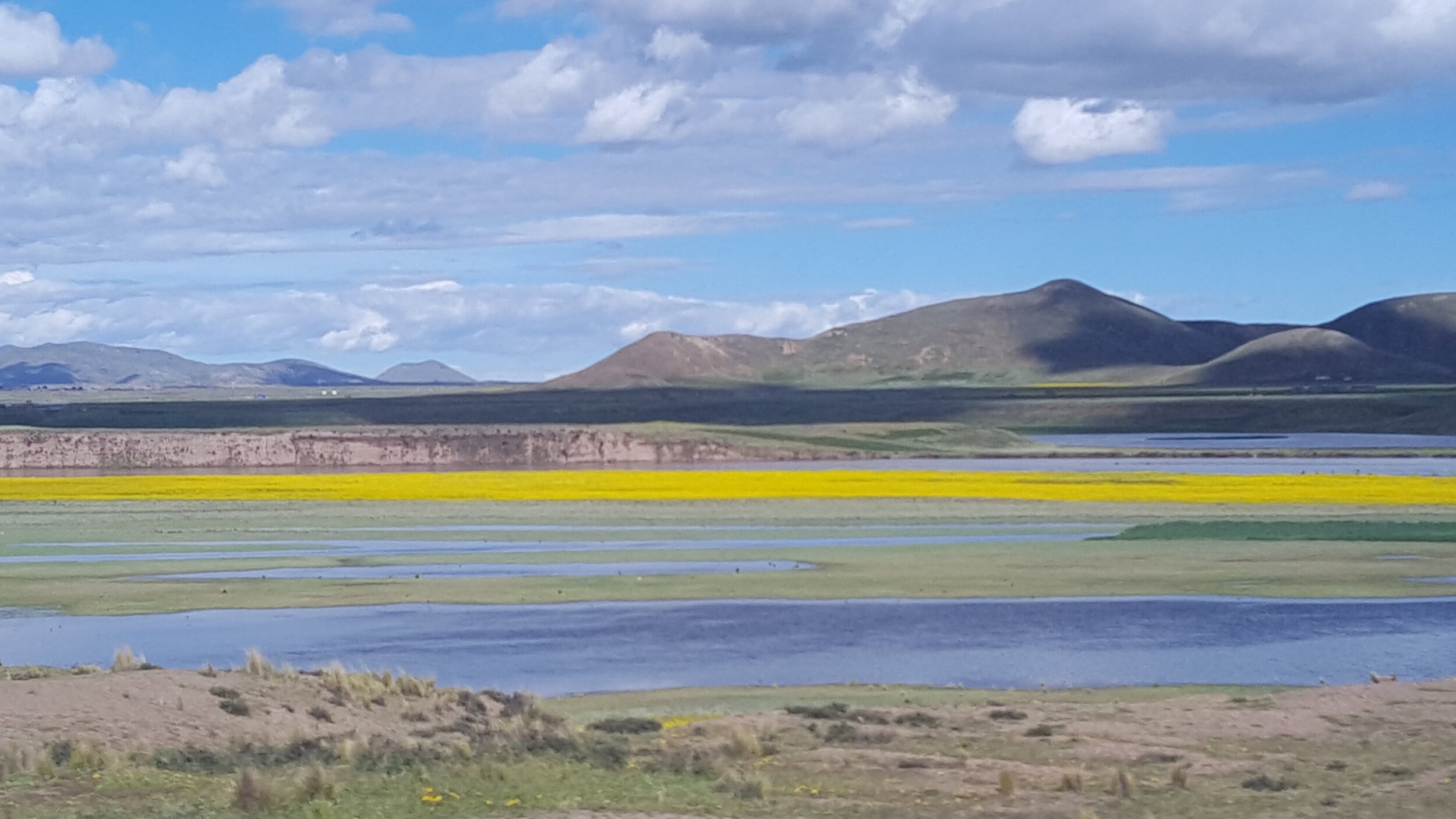 A Quinoia Field on the Flats of Titicaca