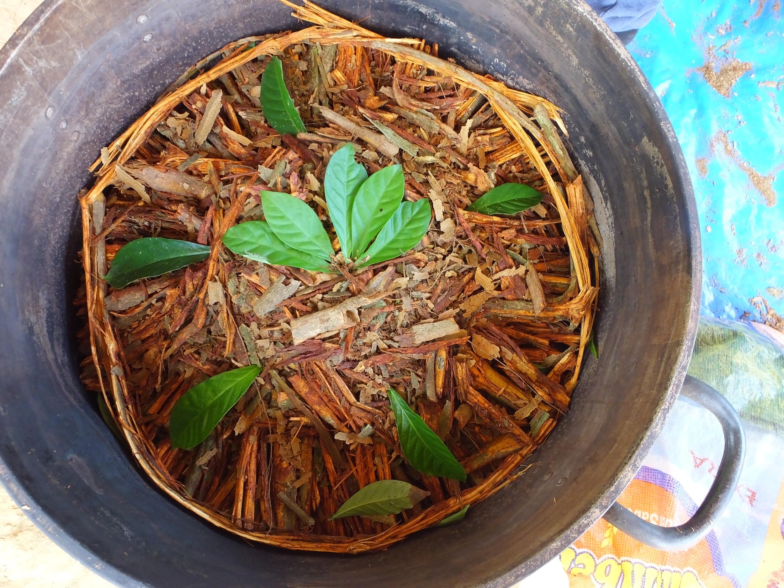 Ayahuasca before boiling.JPG