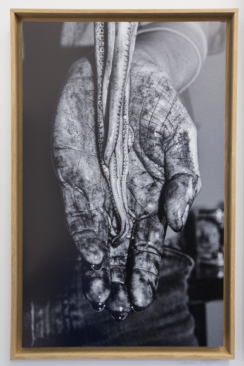  Guillaume Delleuse,  Octopus , 2016. Tirage jet d'encre, 53 cm x 80 cm 