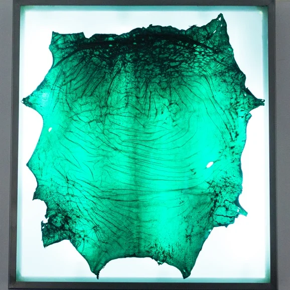 Amandine Guruceaga, Myth Tartar (Penicillium) , 2017. Cuir d'agneau transparent, caisson lumineux en acier, 98 cm x 89 cm x 10 cm