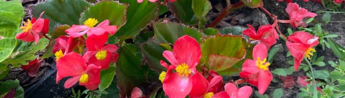 Screenshot 2026-02-17 113508.jpg