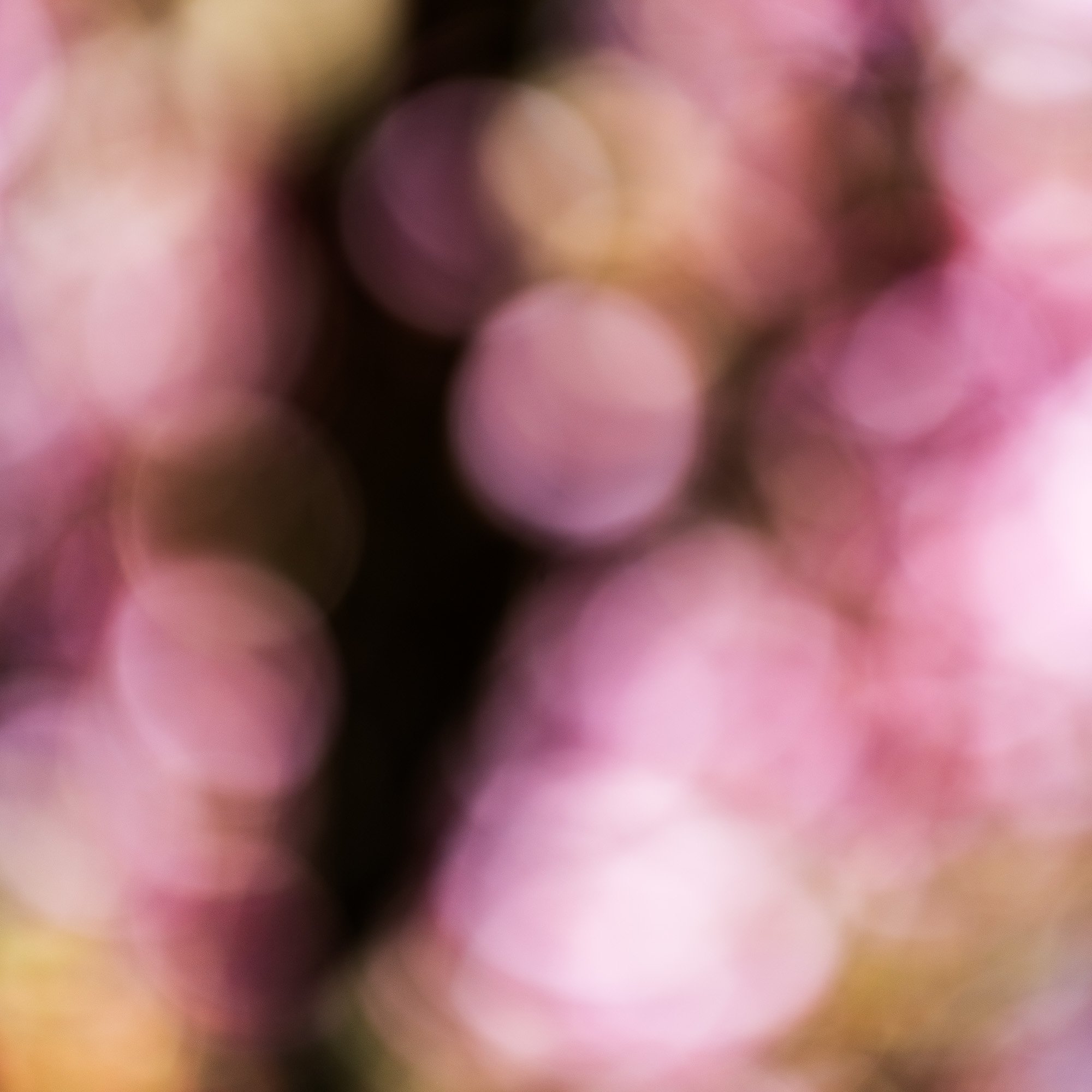 cherry-blossom-fine-art-photography-annemiek-kool-02.jpg