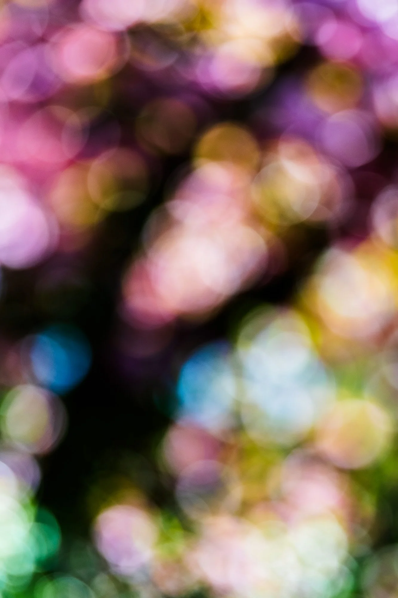 cherry-blossom-tree-fine-art-photography-annemiek-kool-02.jpg