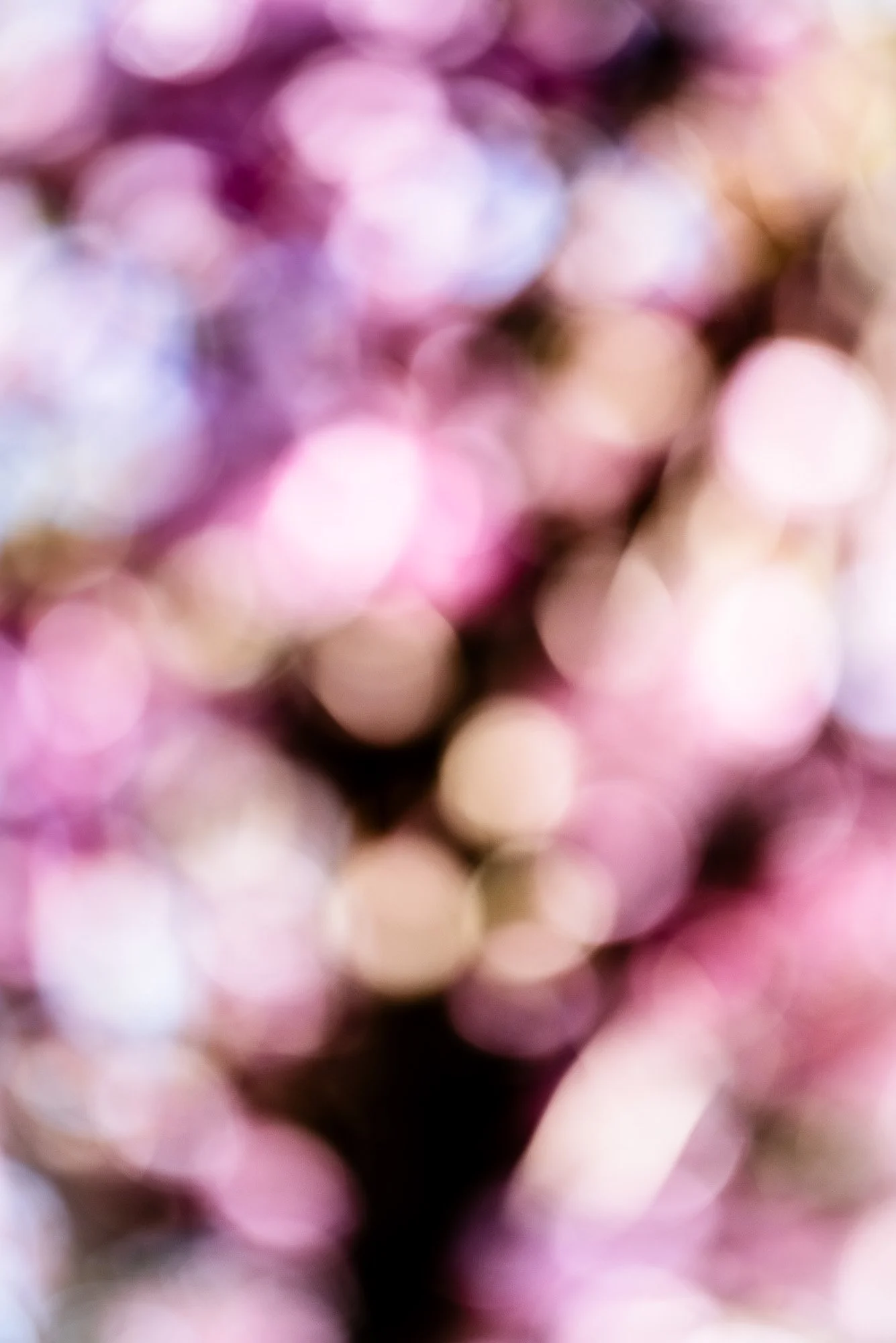 cherry-blossom-tree-fine-art-photography-annemiek-kool.jpg
