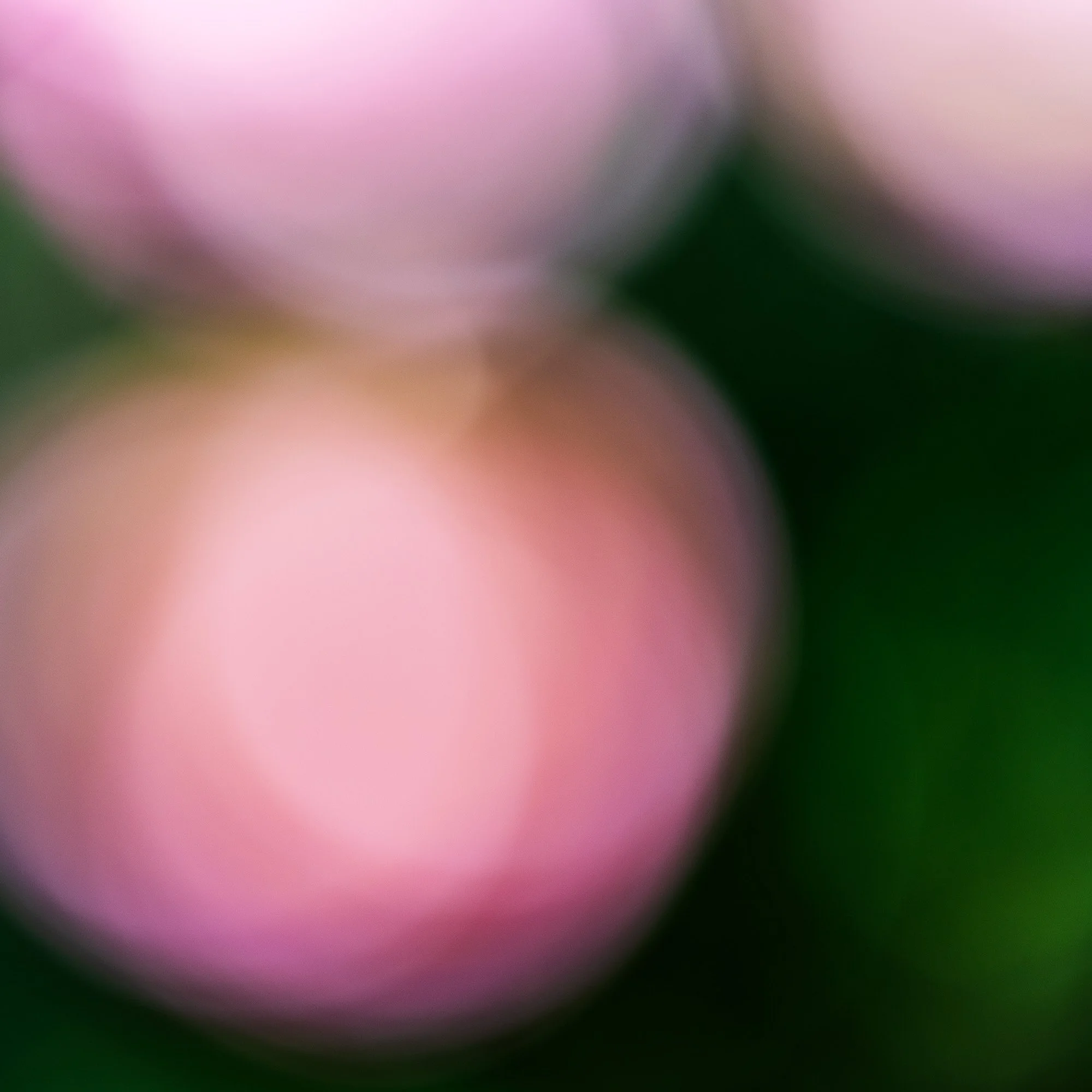 cheryy-blossom-fine-art-photography-annemiek-kool.jpg