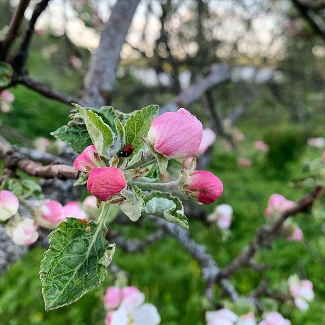 A moment of magic. I talk to my trees, I&rsquo;ll admit it.
Taikahetki. My&ouml;nn&auml;n ett&auml; puhun puilleni.
#norsuart #springtime #ladybug #appleblossoms #appletree #orchard #pink #dusk