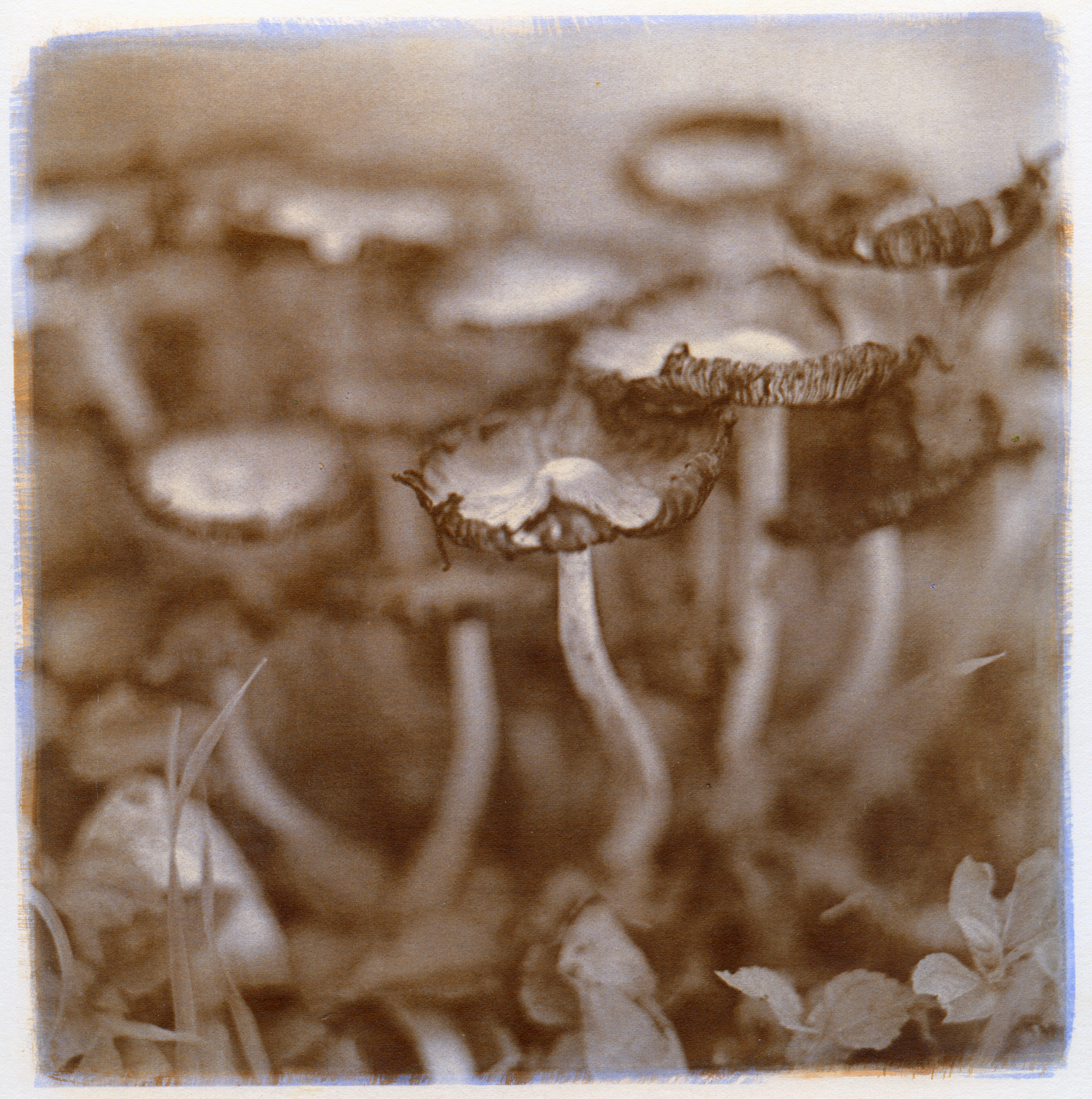Mushrooms, 2014