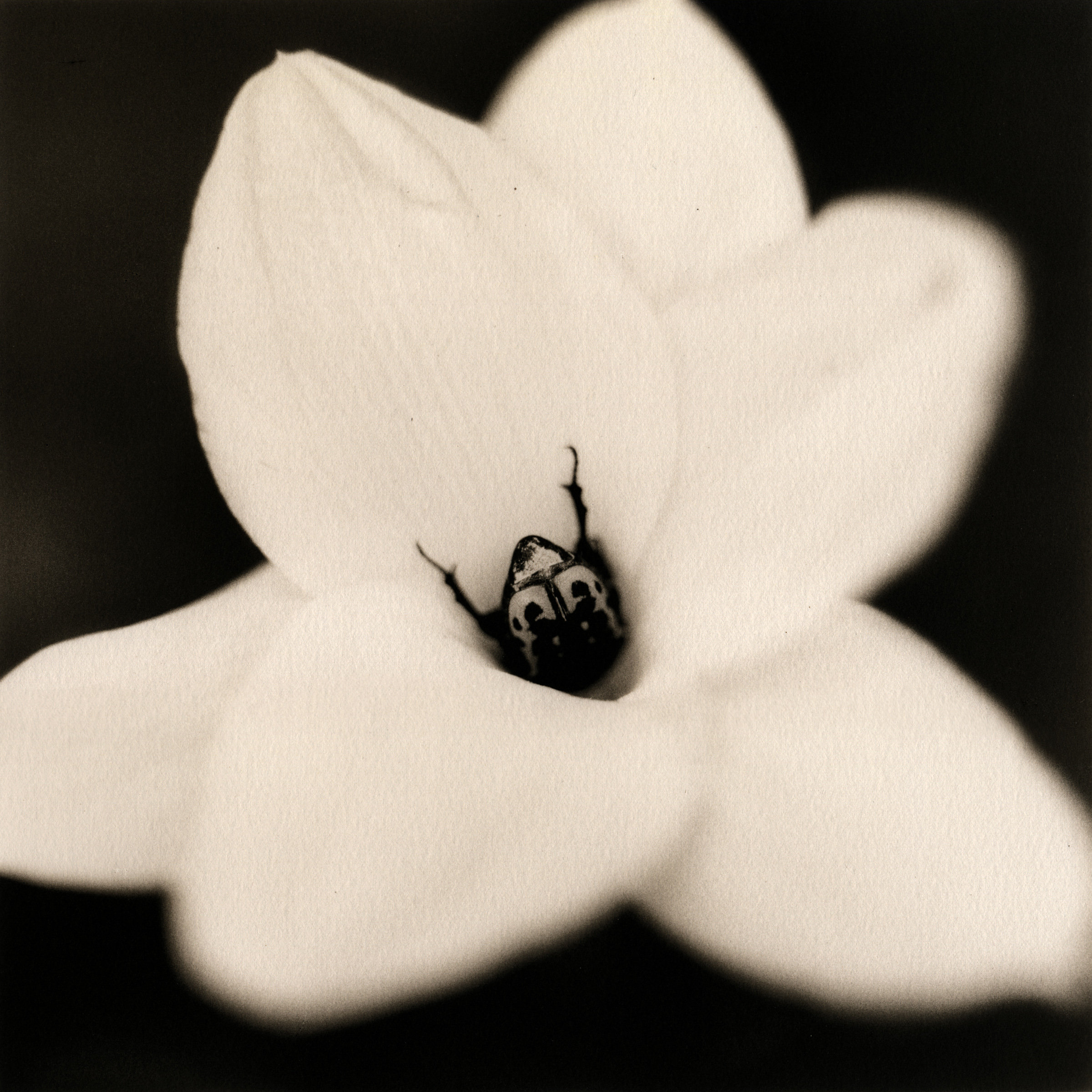 Beetle on Rain Illy, 2006