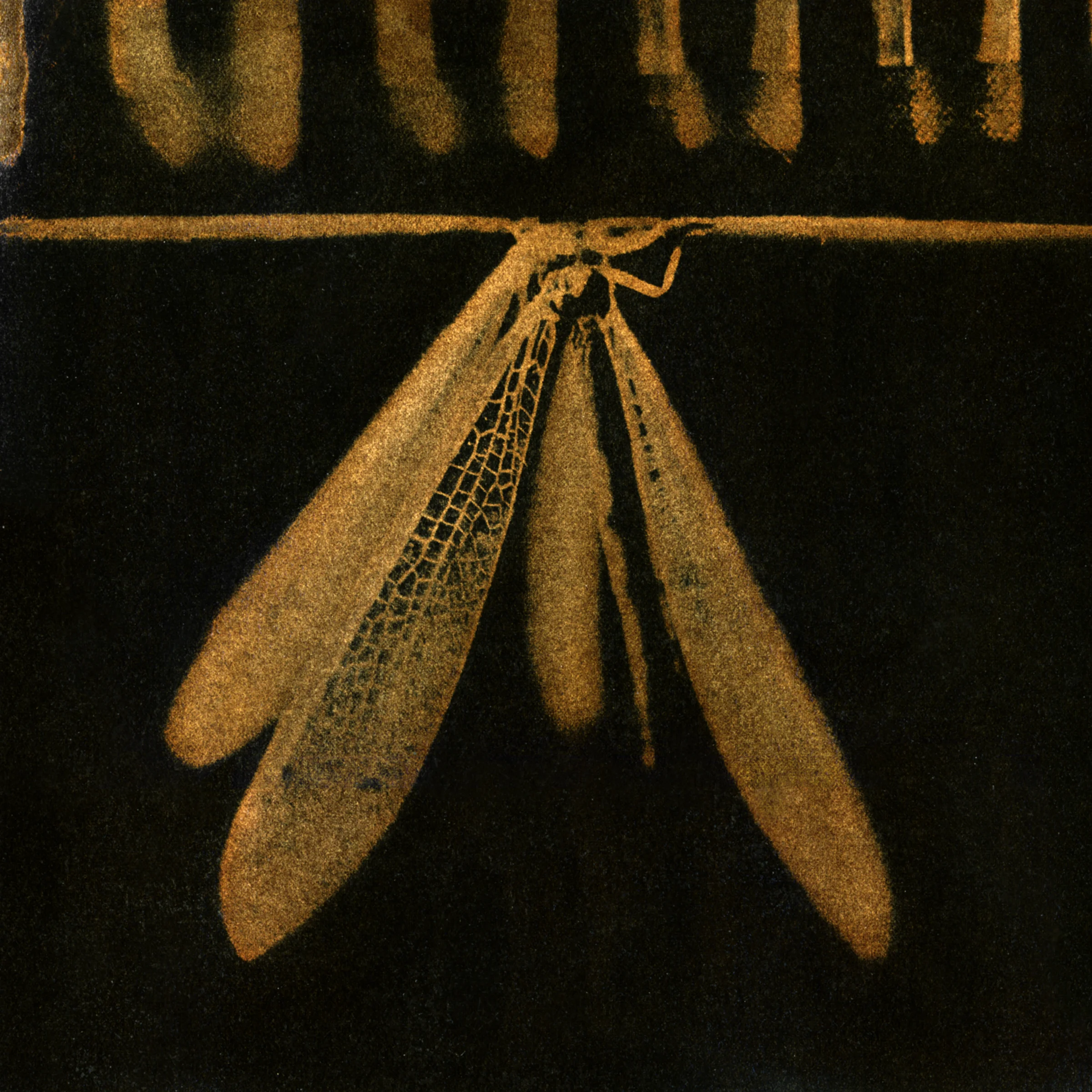 Lacewing, 2007