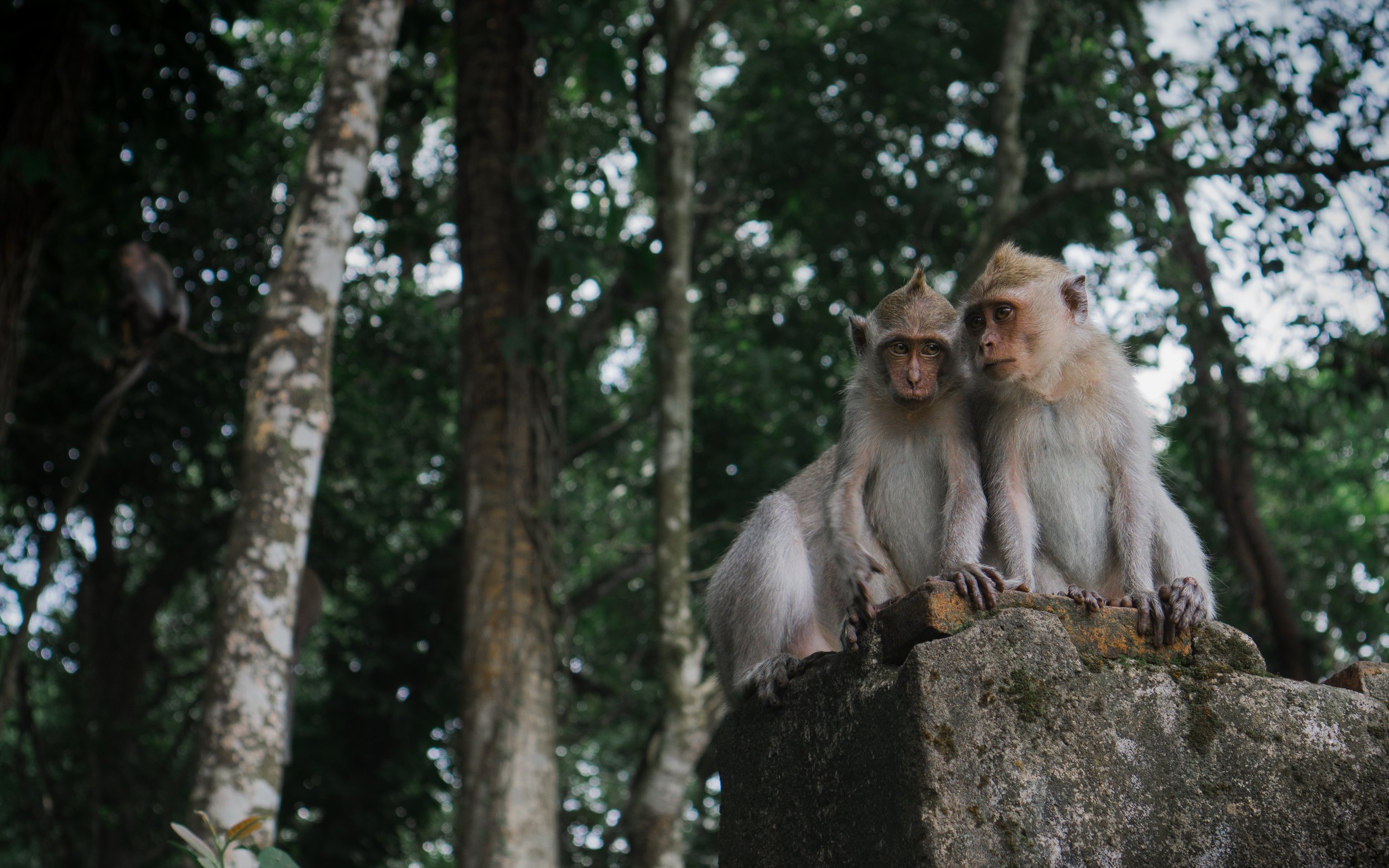 Hang out with monkeys at the monkey forest
