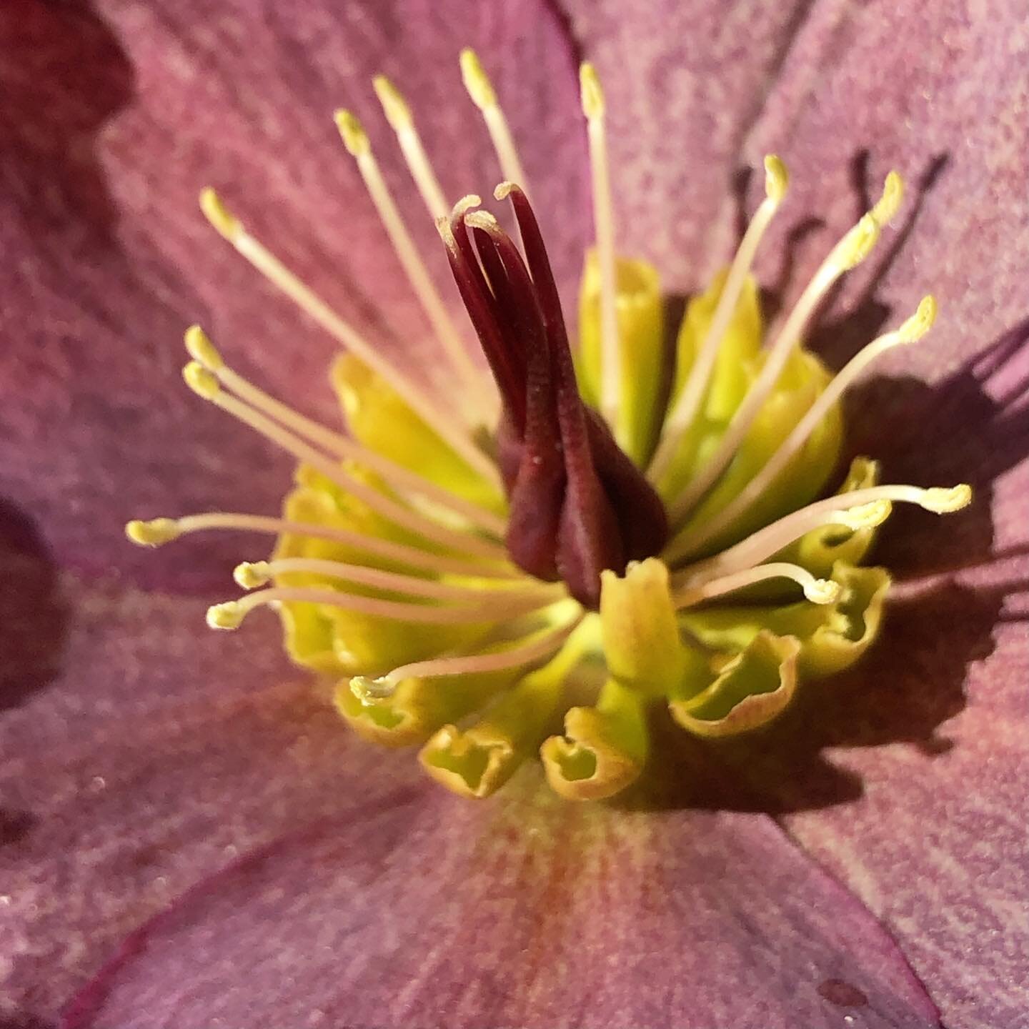 #spring #macro #flower #macrophotography #macroflower