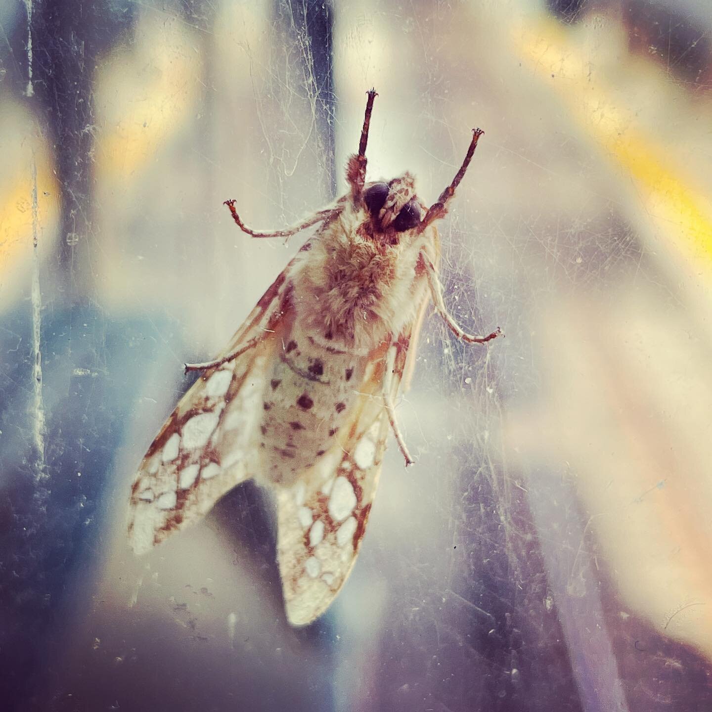 I believe that Mr. Moth regrets wearing a wool coat today