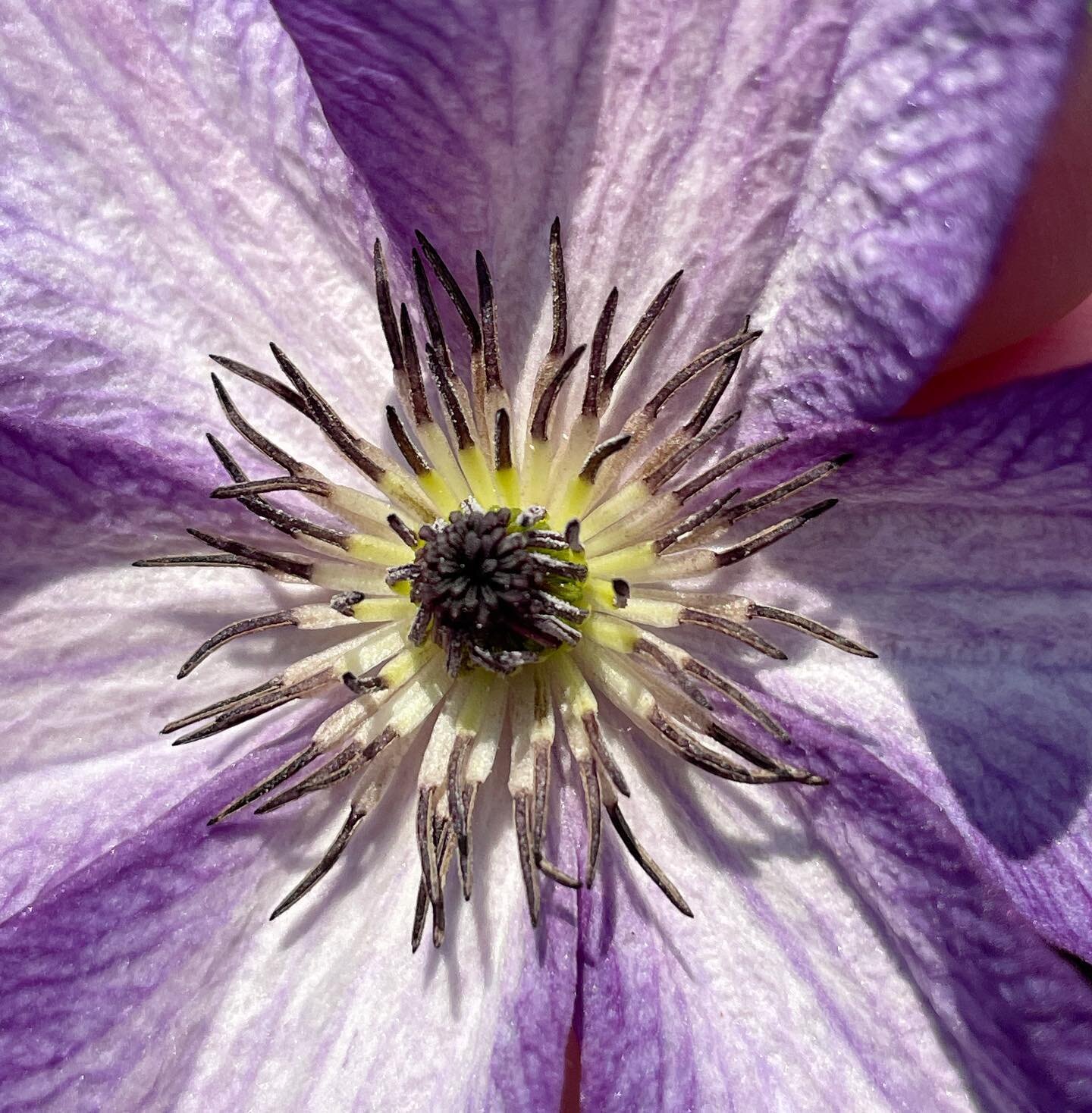 I&rsquo;m running out an about doing chores when I see these beautiful #purpleflowers