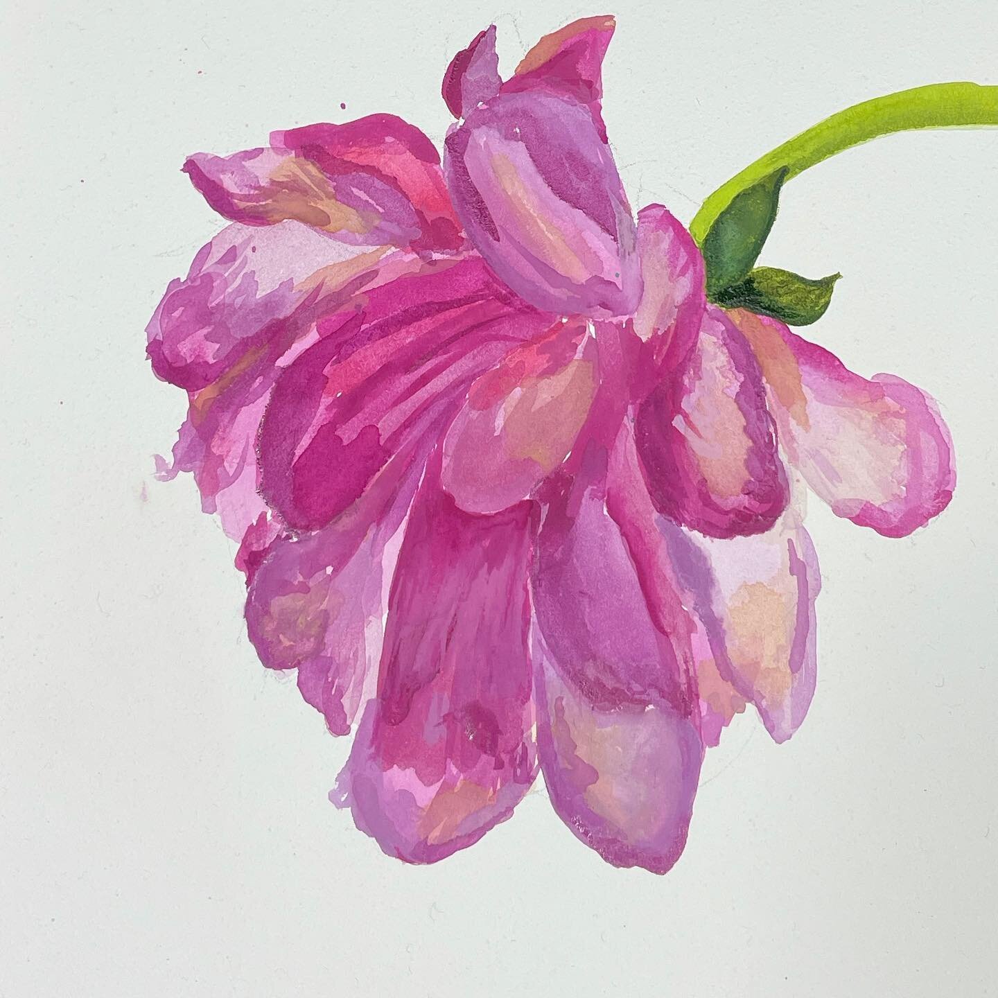 I&rsquo;ve been getting back into painting with #watercolor and #gouache .  This is a #peony from my backyard.  I wanted to paint it while it was nice and freshly cut, but life kept me from working on it.  Lucky for me, as it dried out, the colors go
