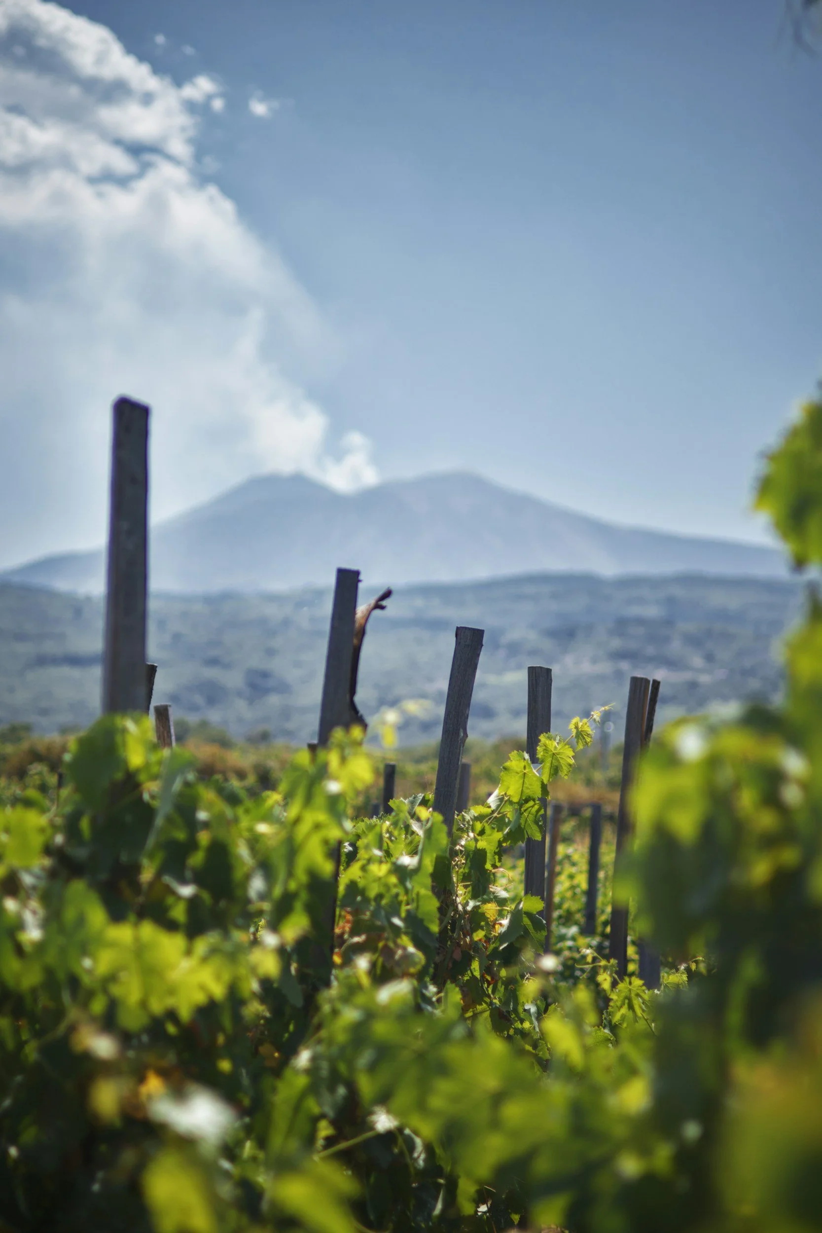 Vineyards on the volcanic slopes of Mount Etna
