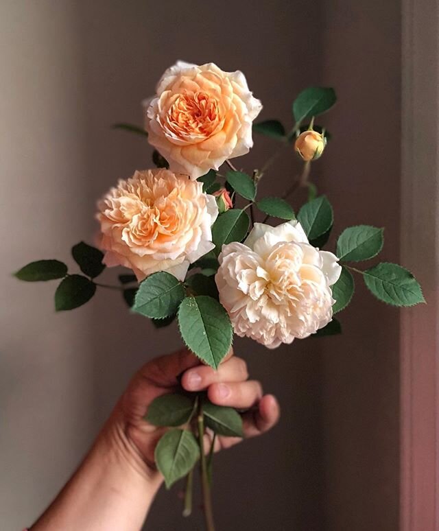 B E H O L D- Bathsheba in her seasons✨ Second year for these beauties-  #bathsheba #flowerlife #bathshebarose #flowerlifecycle #coral #gardenrose #gardenroses #michiganfloraldesigner #dlnooneflorals